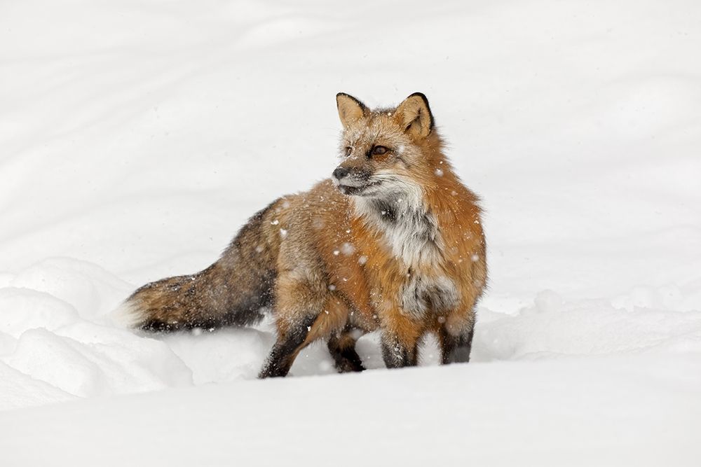 Red fox in fresh winter snow-Vulpes vulpes-controlled situation-Montana